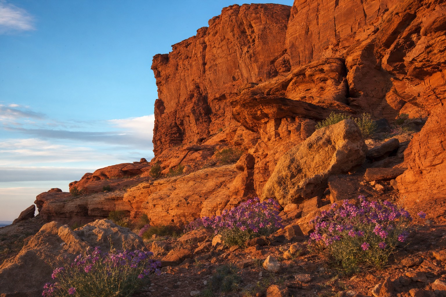 Red sandstone cliffs under soft golden spring light with desert wildflowers