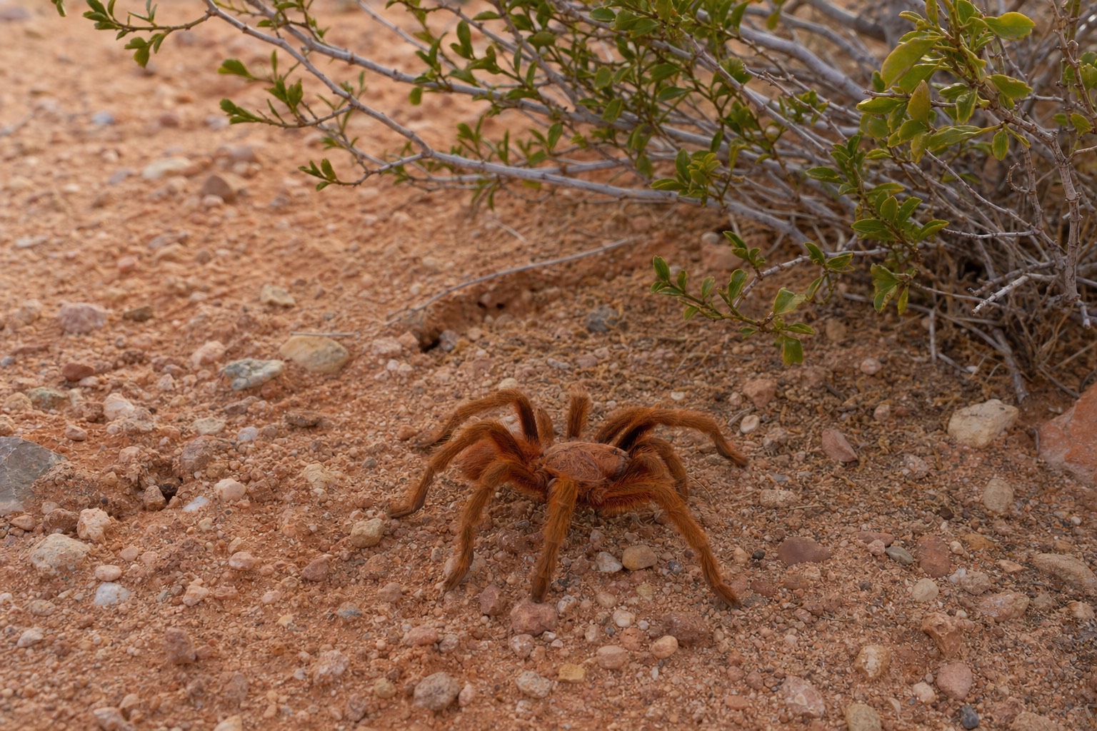 A close-up documentary photograph of a desert tarantula on reddish sandy ground