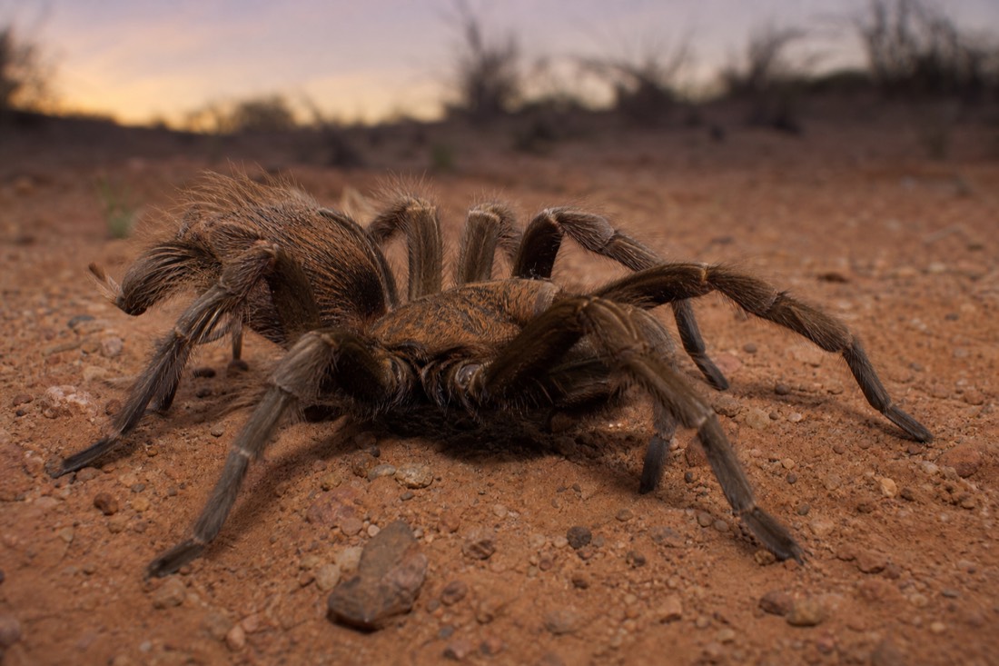 A desert tarantula crossing open ground in fall