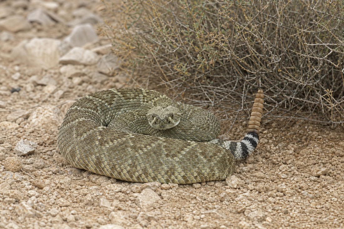 A Mojave green rattlesnake on the desert trail edge